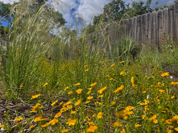 A photo of a field of goldfields and bunchgrasses